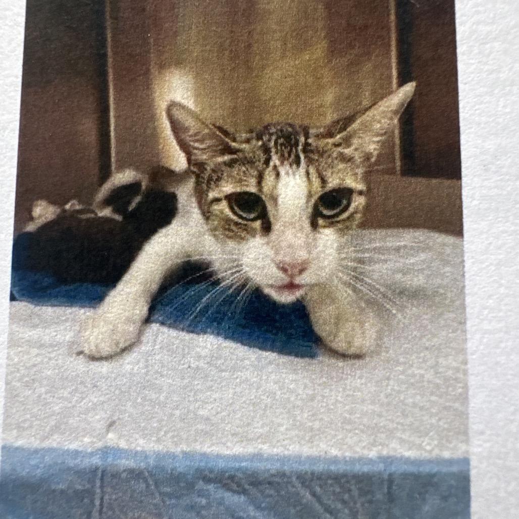 Enlarge Coffee Bean, a Adoptable Domestic Short Hair in Lake Jackson, TX image 1/1