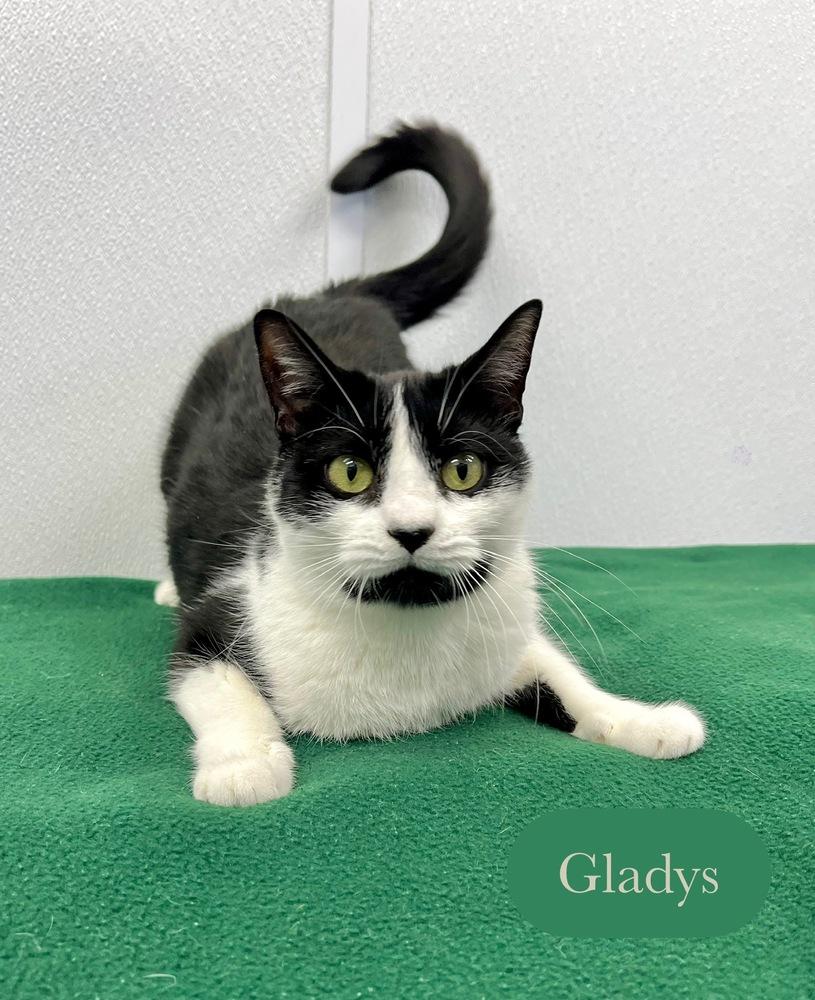 Enlarge Gladys, a Adoptable Domestic Short Hair in Chalfont, PA image 1/6