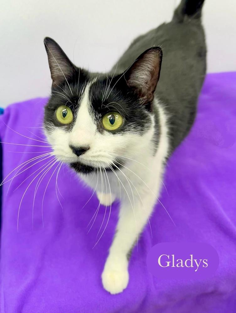Enlarge Gladys, a Adoptable Domestic Short Hair in Chalfont, PA image 2/6