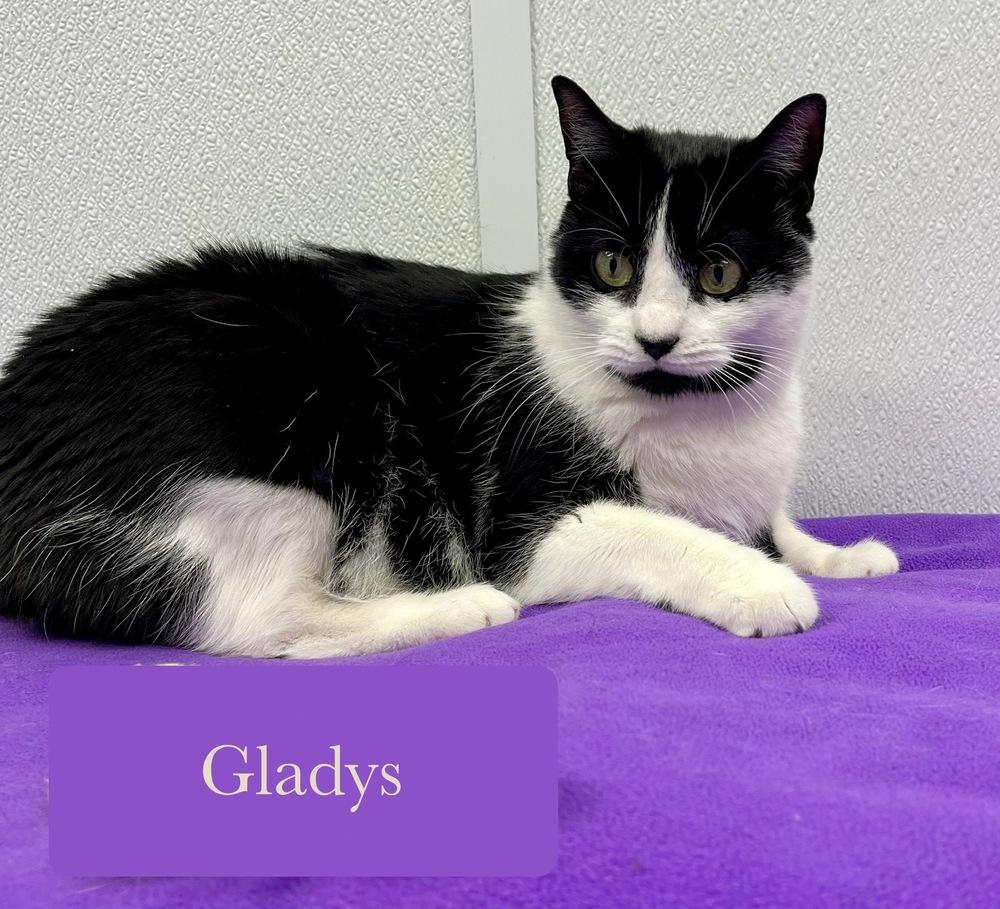 Enlarge Gladys, a Adoptable Domestic Short Hair in Chalfont, PA image 3/6