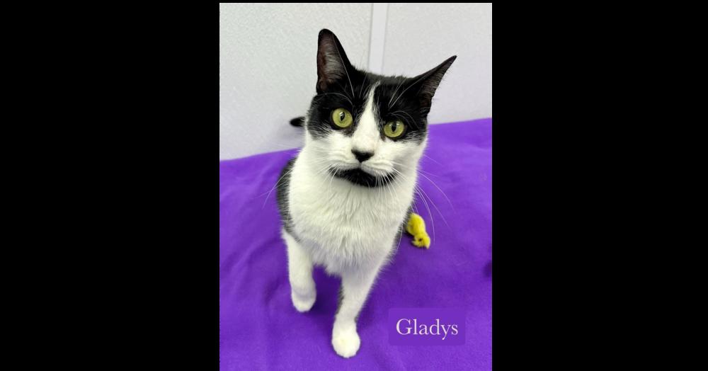 Enlarge Gladys, a Adoptable Domestic Short Hair in Chalfont, PA image 4/6
