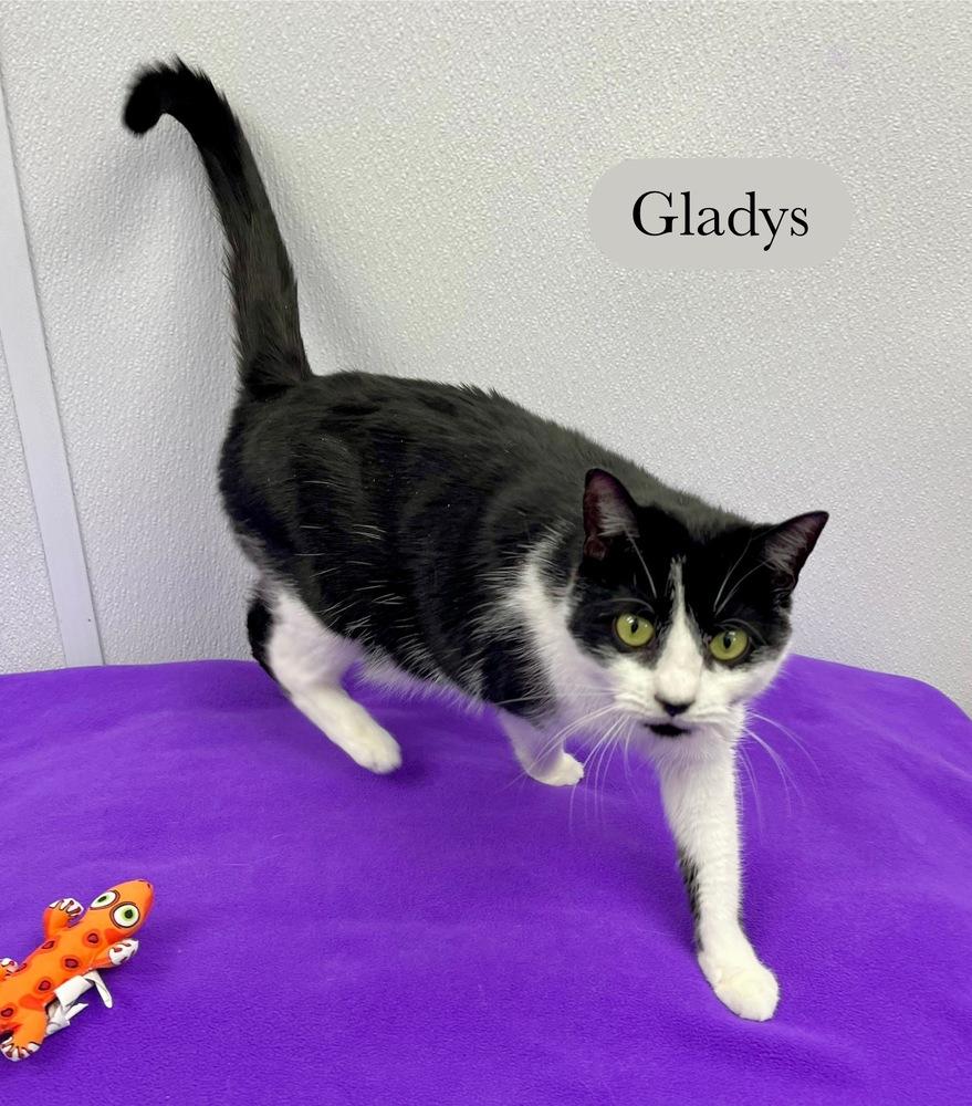 Enlarge Gladys, a Adoptable Domestic Short Hair in Chalfont, PA image 5/6