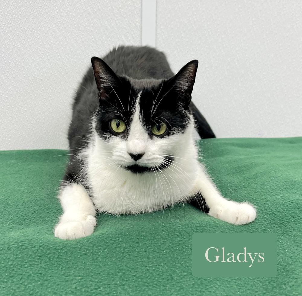 Enlarge Gladys, a Adoptable Domestic Short Hair in Chalfont, PA image 6/6