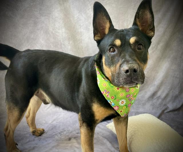 RADAR, Adoptable, Adult Male Rottweiler & Mixed Breed.