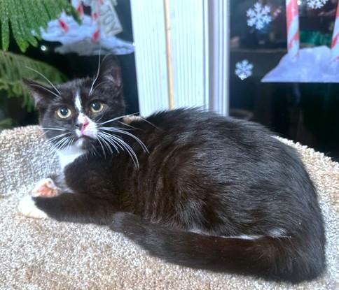 Enlarge YUKON CORNELIUS - STUNNING SIBERIAN!, a Adoptable mixed breed in Danbury, CT image 5/6