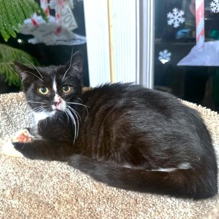 Enlarge YUKON CORNELIUS - STUNNING SIBERIAN!, a Adoptable mixed breed in Danbury, CT image 2/6