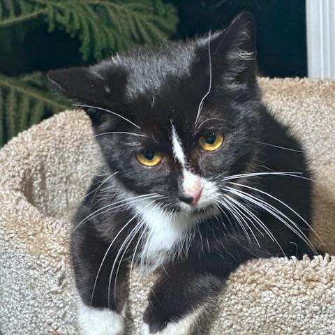 Enlarge YUKON CORNELIUS - STUNNING SIBERIAN!, a Adoptable mixed breed in Danbury, CT image 6/6