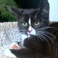 YUKON CORNELIUS - STUNNING SIBERIAN!, Adoptable, Kitten Male Siberian & Tuxedo.