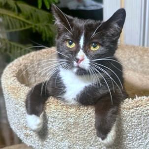 Enlarge YUKON CORNELIUS - STUNNING SIBERIAN!, a Adoptable mixed breed in Danbury, CT image 3/6