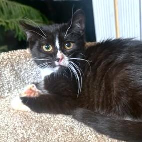 YUKON CORNELIUS - STUNNING SIBERIAN! — thumbnail 6