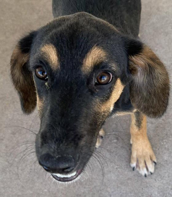 Enlarge Lady, a Adoptable English Coonhound in Carrollton, GA image 1/3