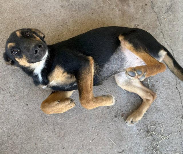 Enlarge Lady, a Adoptable English Coonhound in Carrollton, GA image 2/3