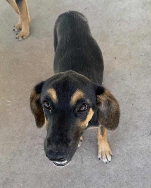 Enlarge Lady, a Adoptable English Coonhound in Carrollton, GA image 3/3
