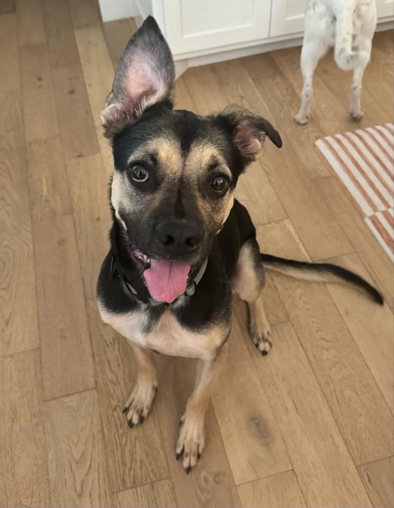 AJ, Adoptable, Adult Male Mixed Breed.