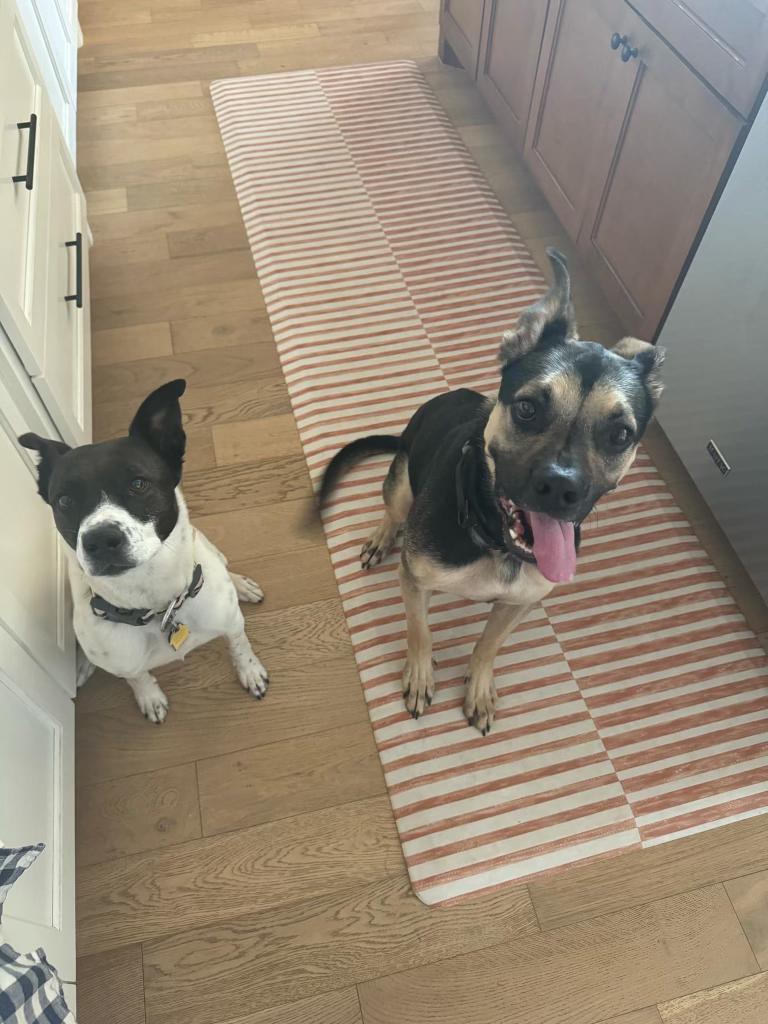 AJ, a Adoptable mixed breed in Warr Acres, OK image 2/5