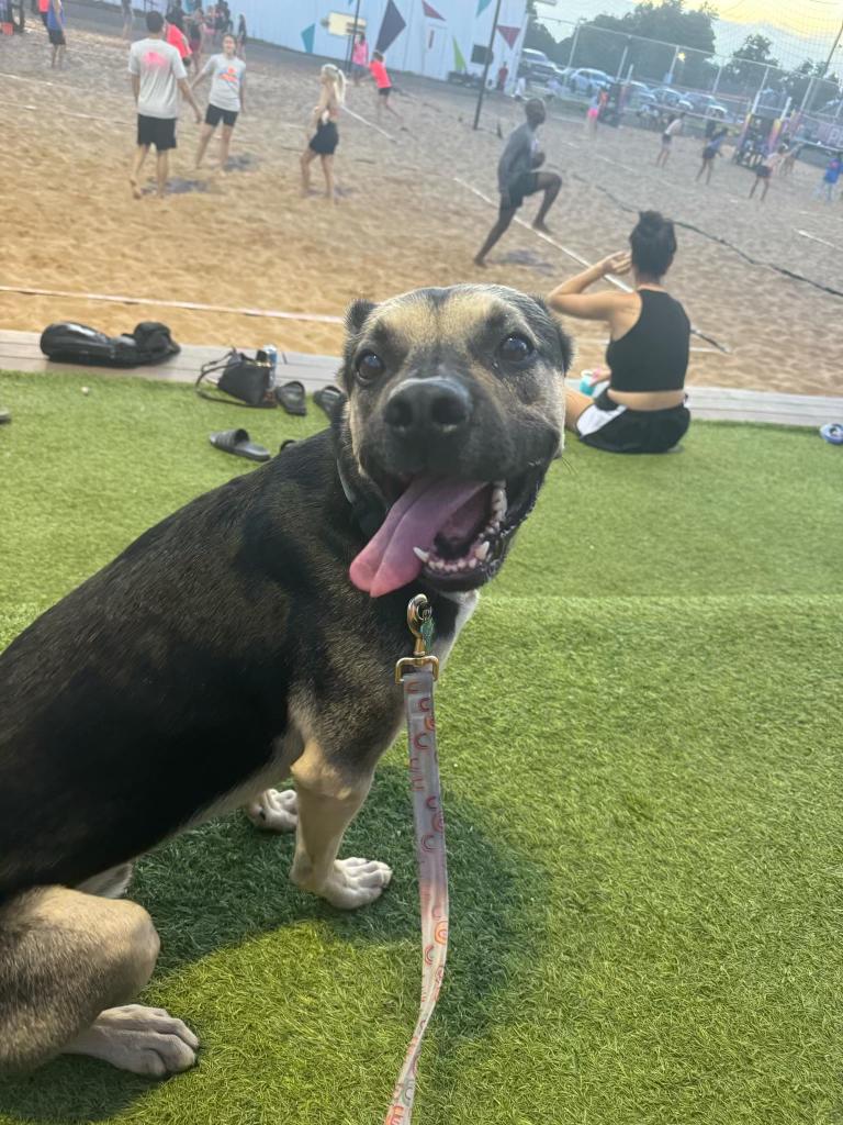 AJ, a Adoptable mixed breed in Warr Acres, OK image 3/5