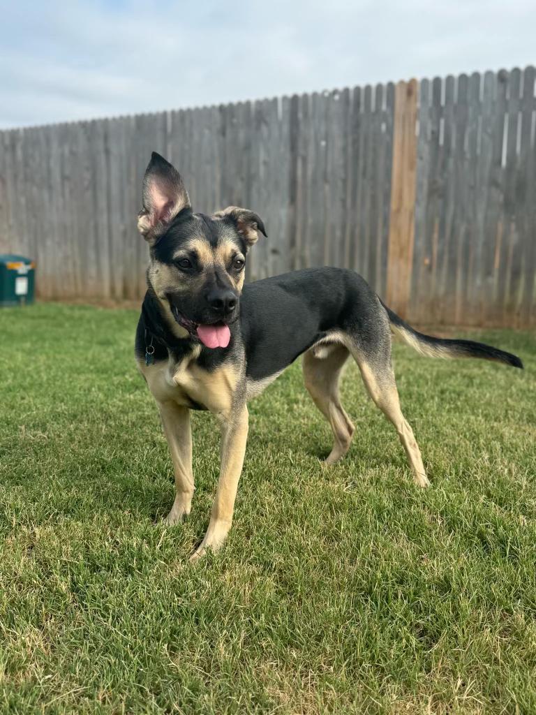 AJ, a Adoptable mixed breed in Warr Acres, OK image 4/5