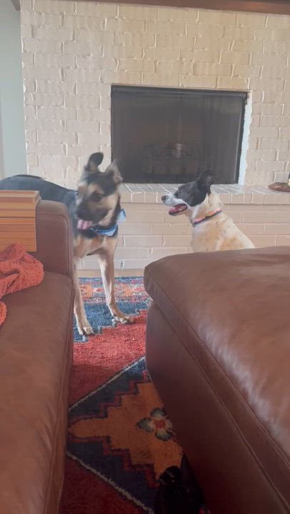 Enlarge AJ, a Adoptable mixed breed in Warr Acres, OK video 5/5