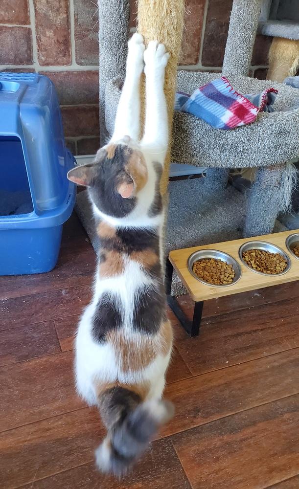 Enlarge Serena, a Adoptable American Shorthair in Skippack, PA image 1/6