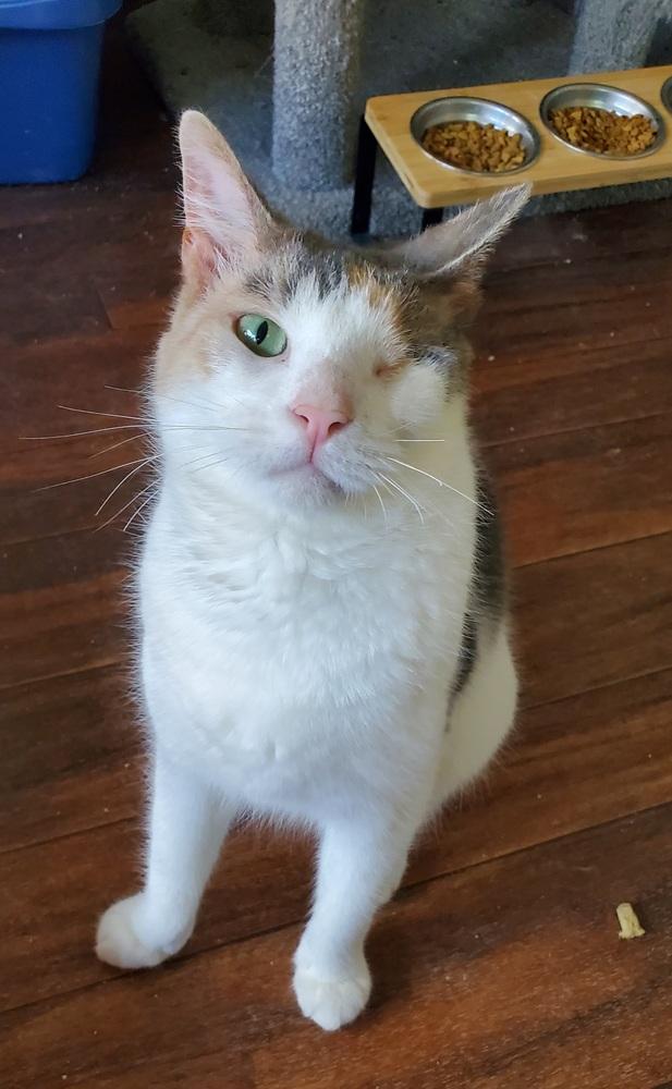 Enlarge Serena, a Adoptable American Shorthair in Skippack, PA image 2/6