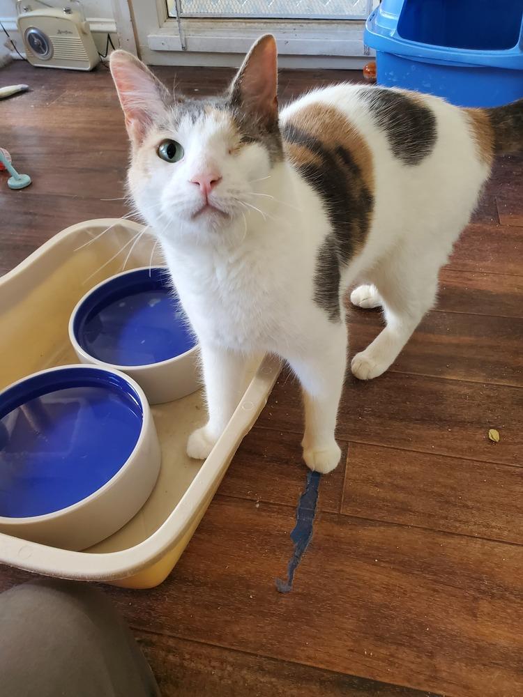 Enlarge Serena, a Adoptable American Shorthair in Skippack, PA image 4/6