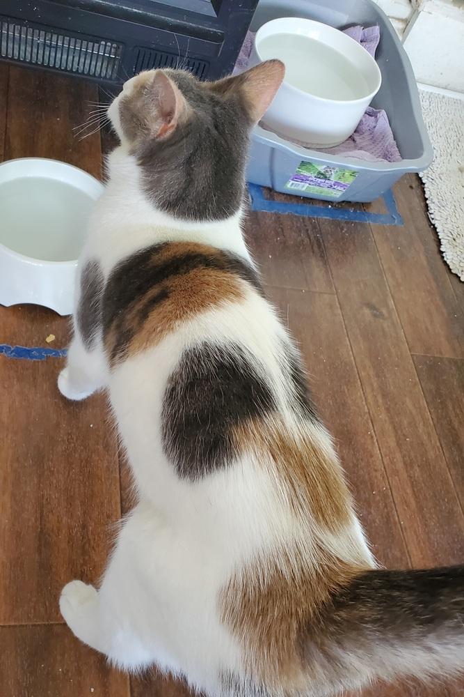 Enlarge Serena, a Adoptable American Shorthair in Skippack, PA image 5/6