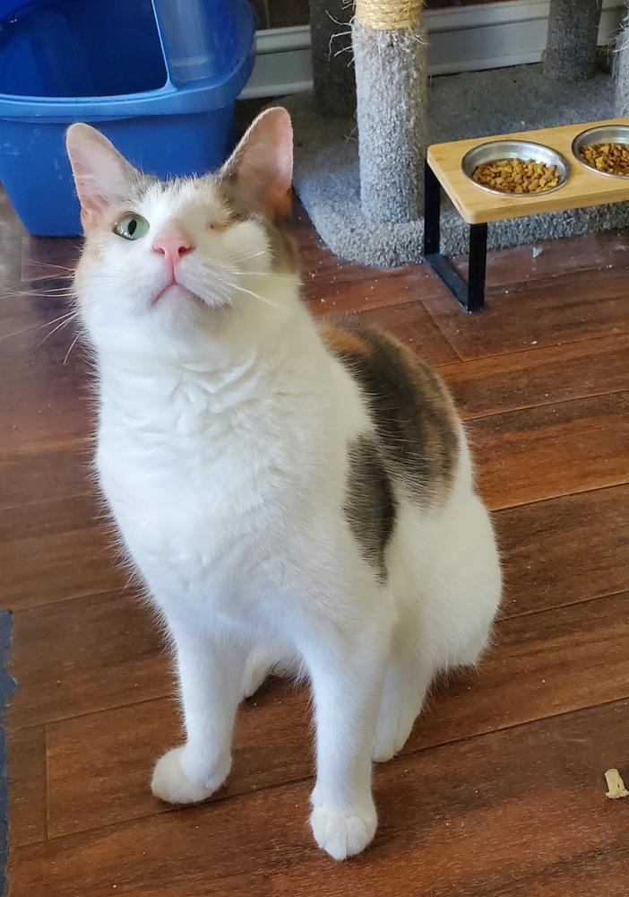 Enlarge Serena, a Adoptable American Shorthair in Skippack, PA image 6/6