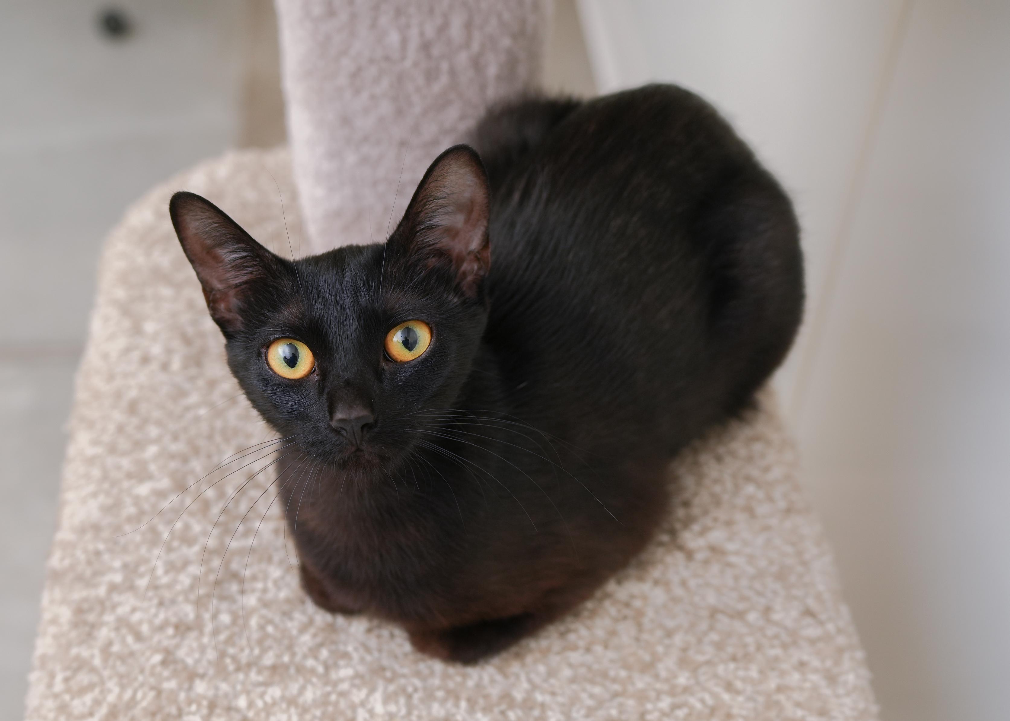 Lotus, adopted, Adult Female Domestic Short Hair.