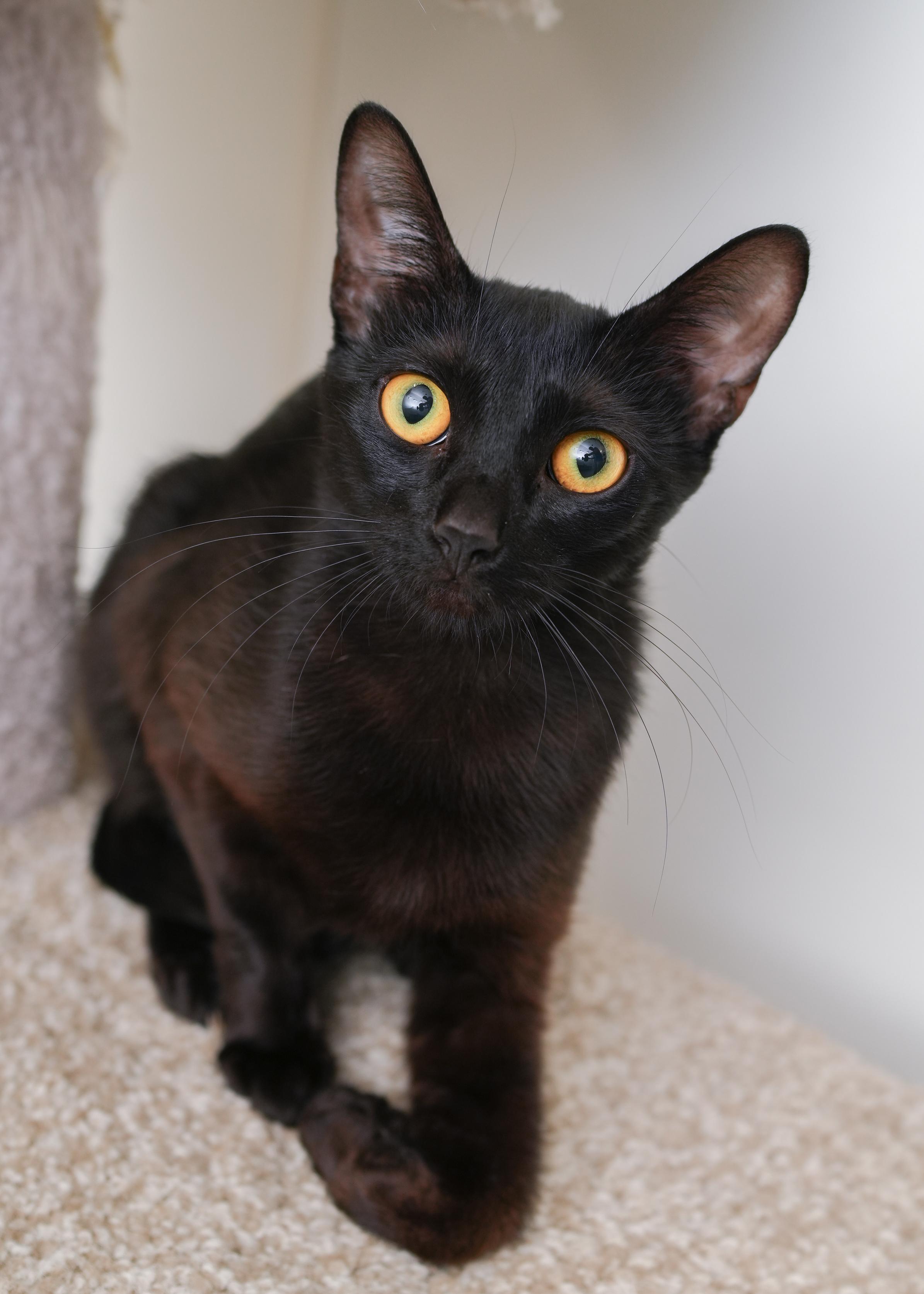 Enlarge Lotus, an adopted Domestic Short Hair in Boise, ID image 3/3