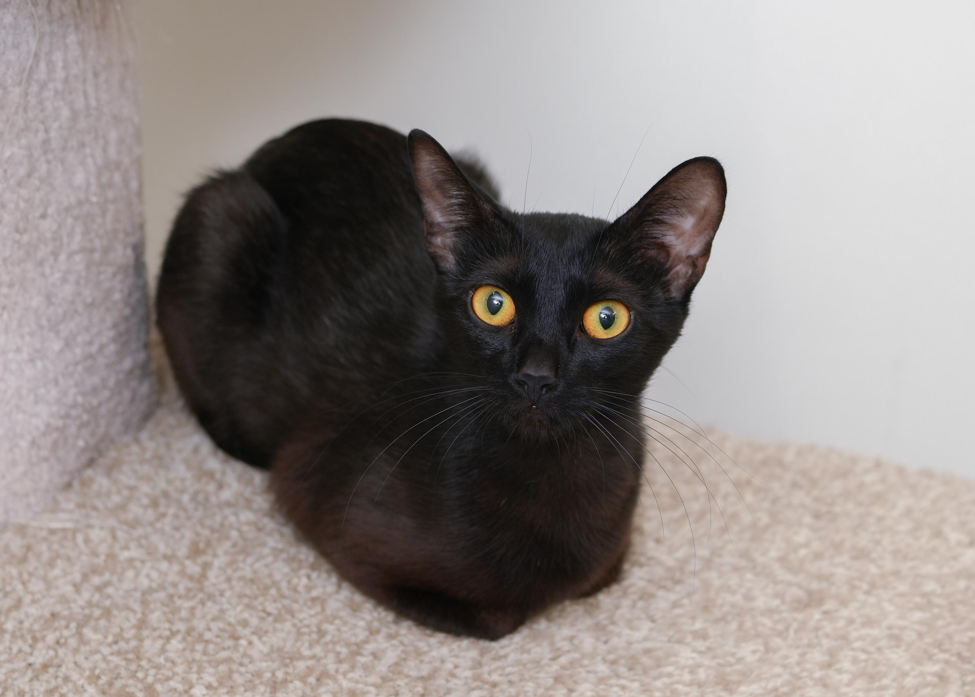 Enlarge Lotus, an adopted Domestic Short Hair in Boise, ID image 2/3