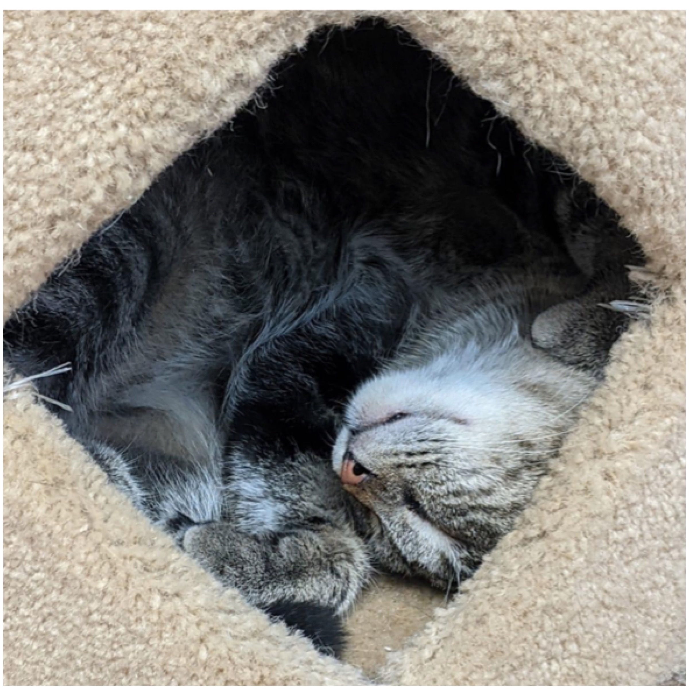 Frankie, a Adoptable mixed breed in Kingwood, TX image 2/6