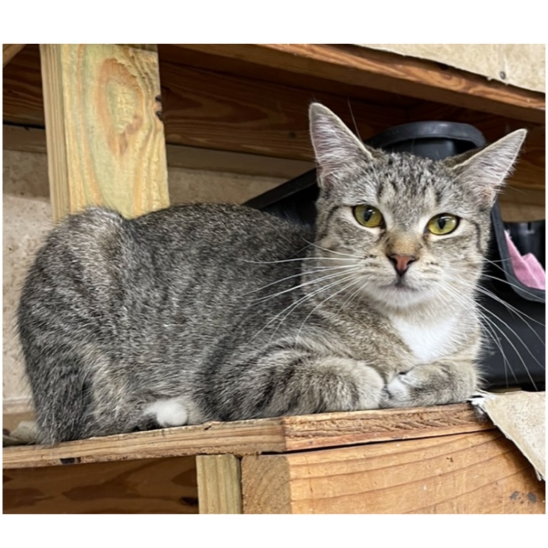 Frankie, a Adoptable mixed breed in Kingwood, TX image 3/6