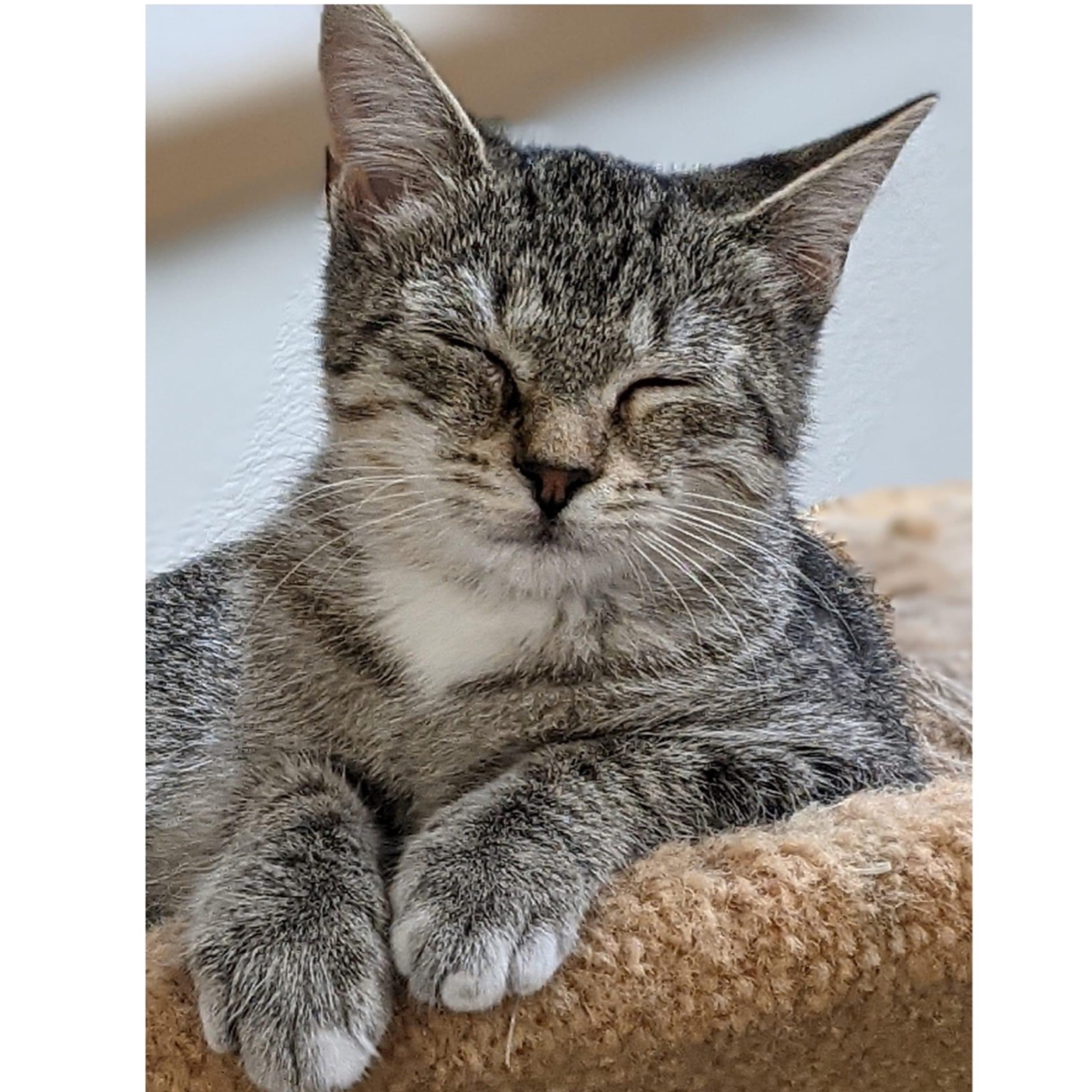 Frankie, a Adoptable mixed breed in Kingwood, TX image 4/6