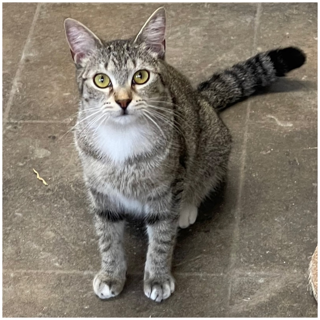 Frankie, Adoptable, Adult Female Tabby.