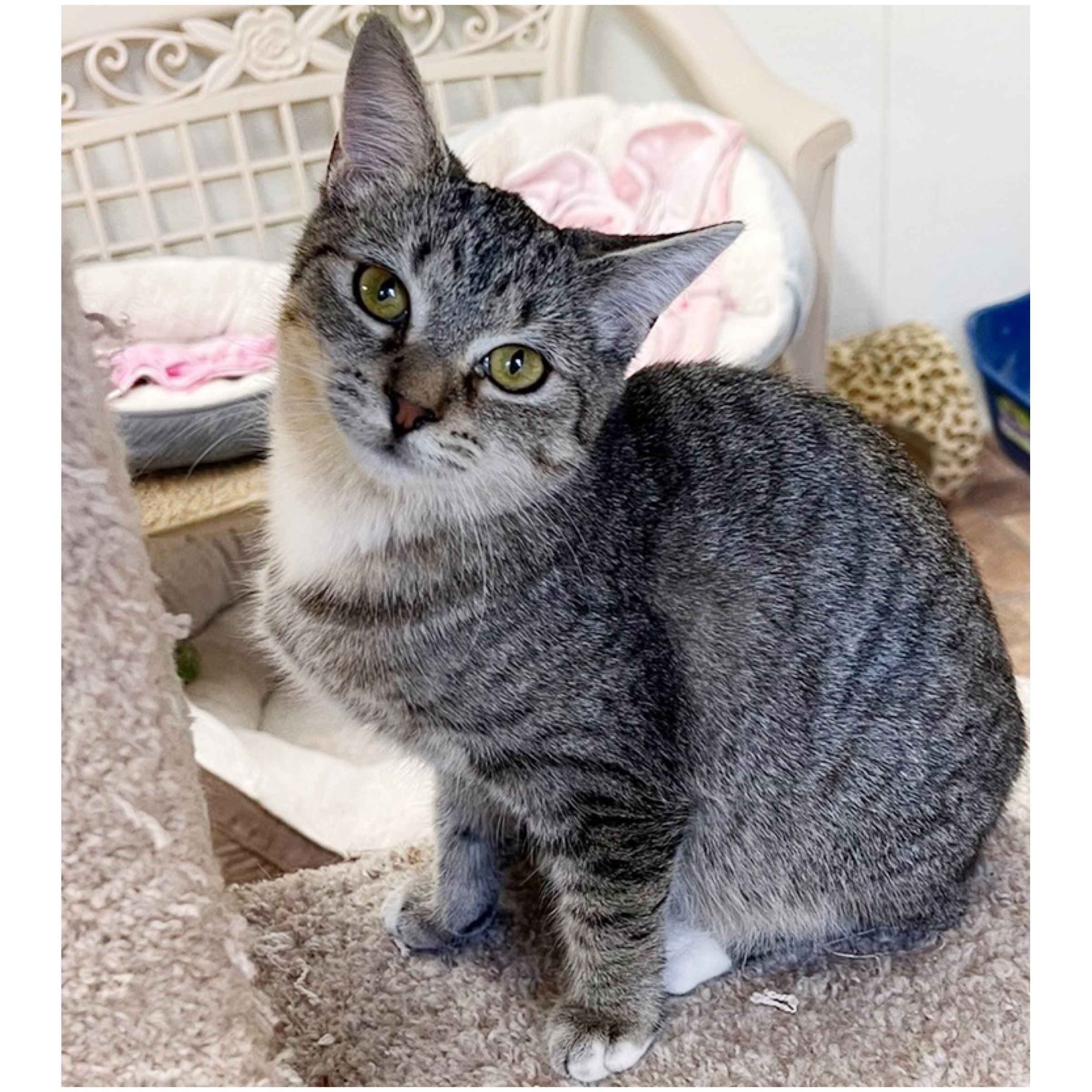 Frankie, a Adoptable mixed breed in Kingwood, TX image 5/6