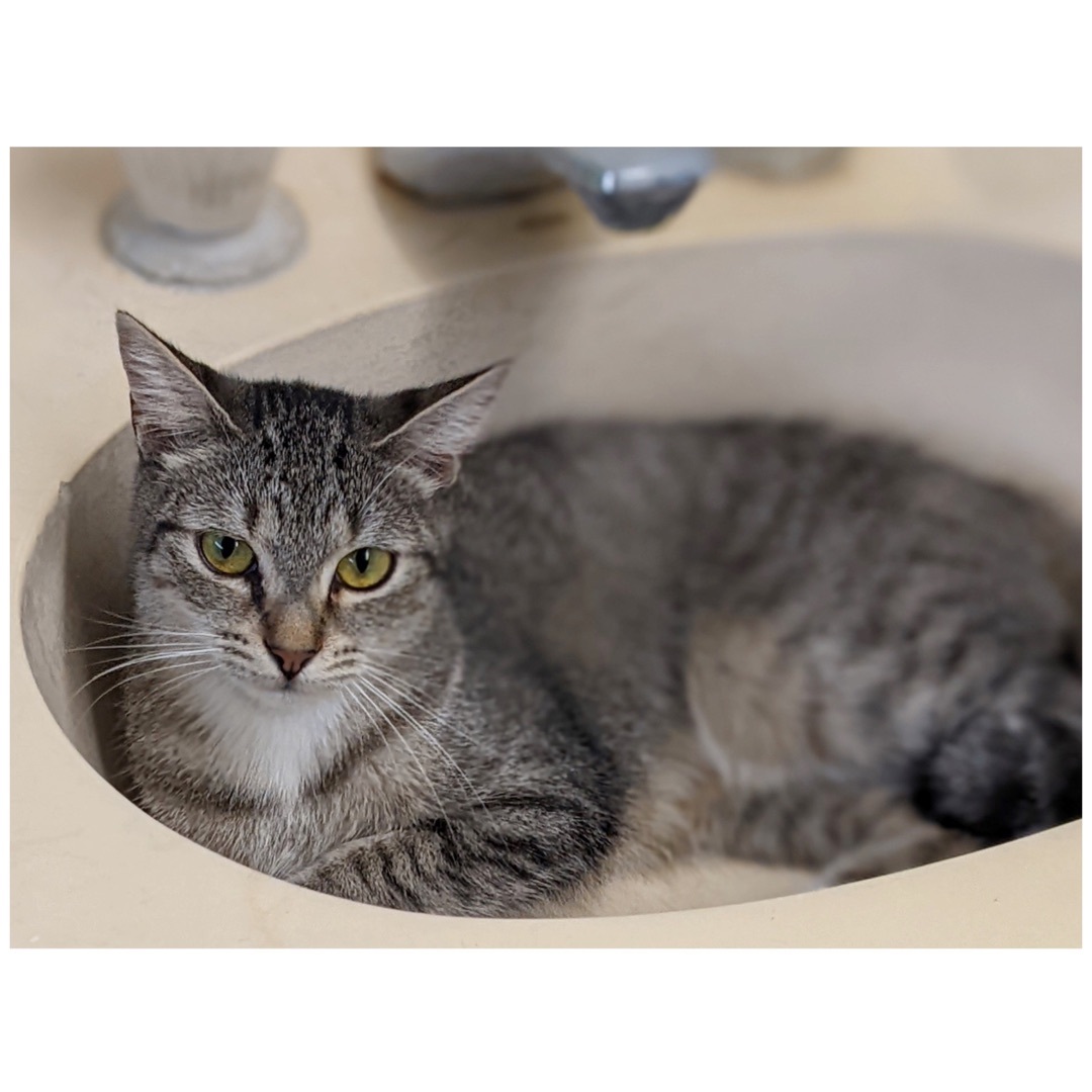 Frankie, a Adoptable mixed breed in Kingwood, TX image 6/6