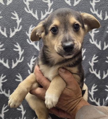 Velveeta, Adoptable, Puppy Male Beagle & Mixed Breed.
