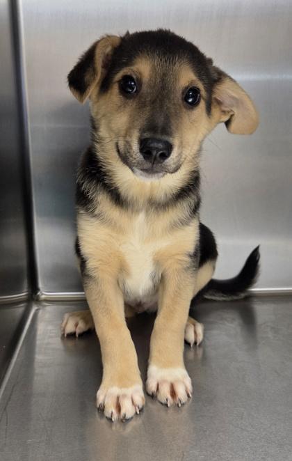 Enlarge Velveeta, a Adoptable mixed breed in Malvern, PA image 2/2