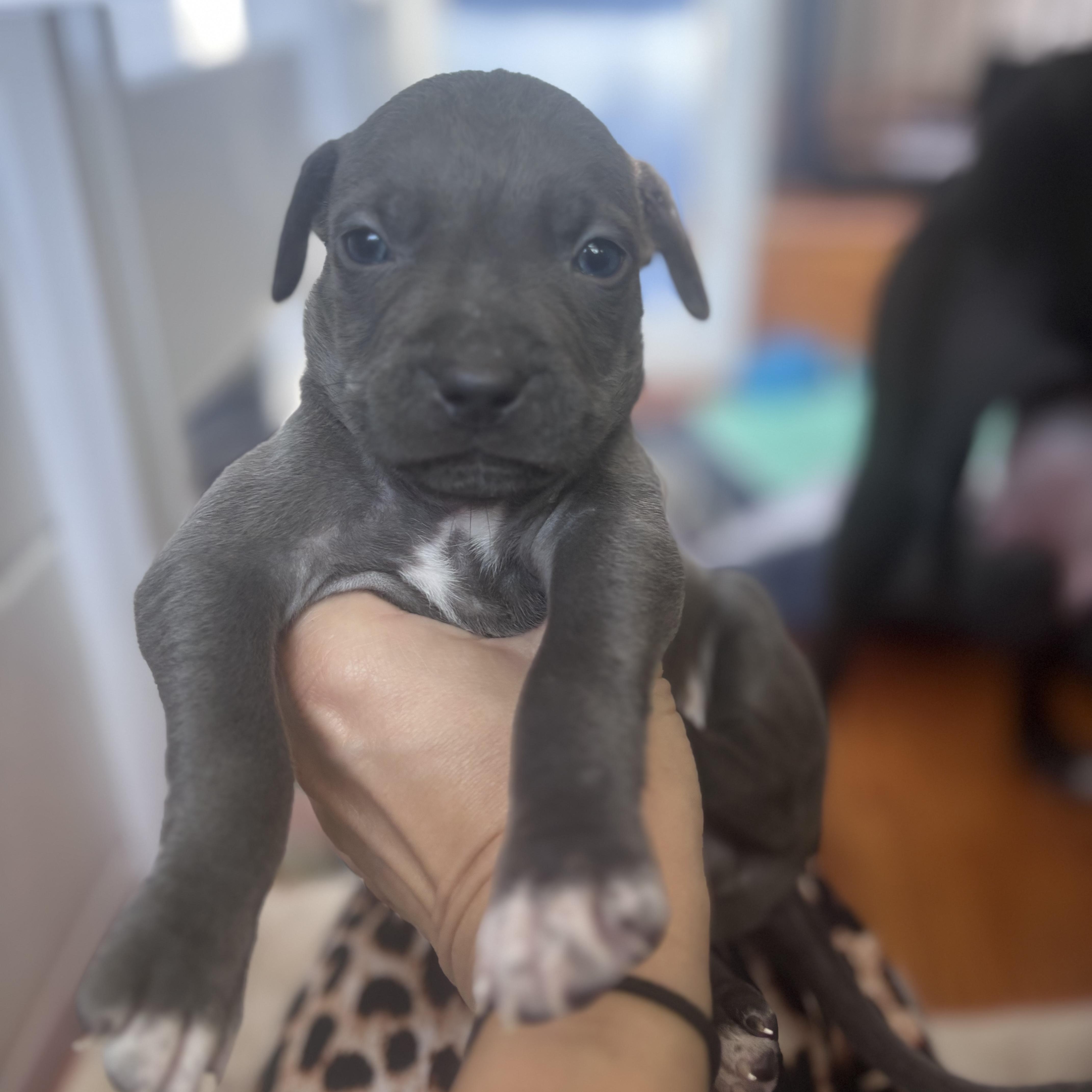 Enlarge Alfalfa Rascals - Local Lover Boy, a Adoptable mixed breed in Andover, MA image 1/5