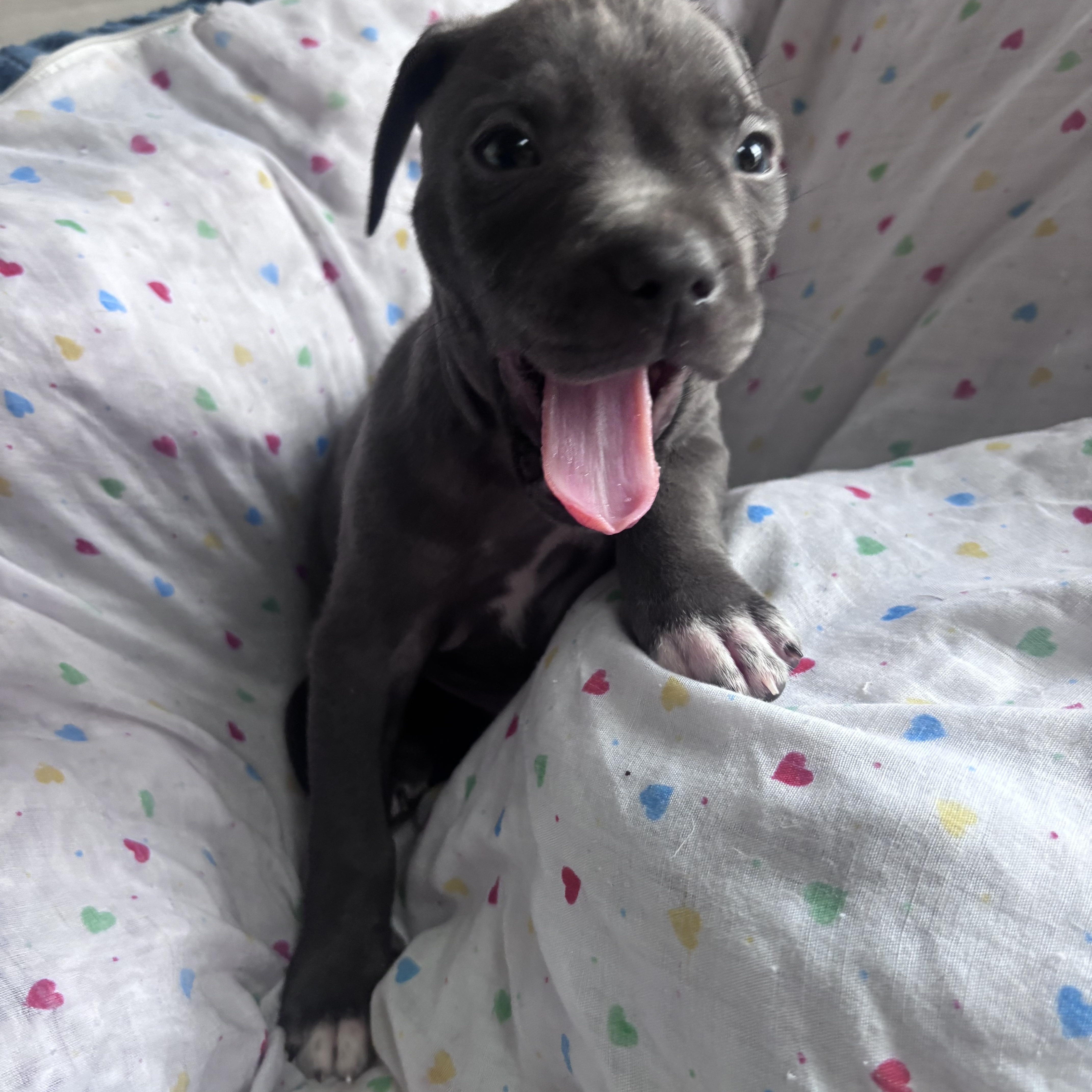 Enlarge Alfalfa Rascals - Local Lover Boy, a Adoptable mixed breed in Andover, MA image 3/5