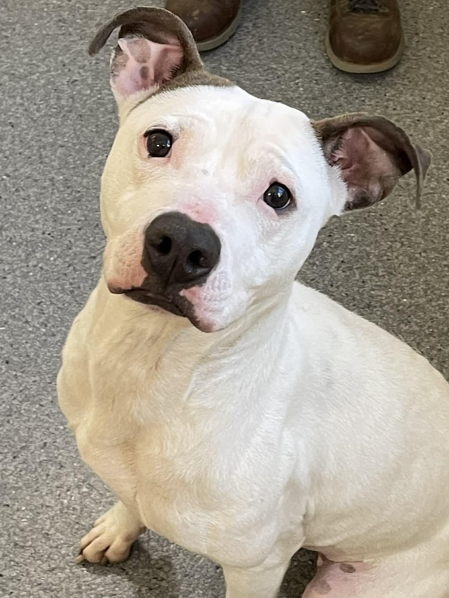 Enlarge Brittney, a Adoptable Pit Bull Terrier in Covington, VA image 1/1