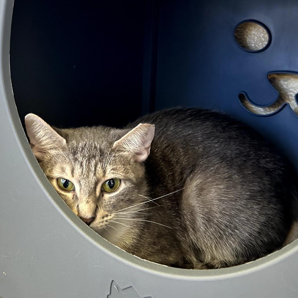 Monique, Adoptable, Adult Female Domestic Short Hair.