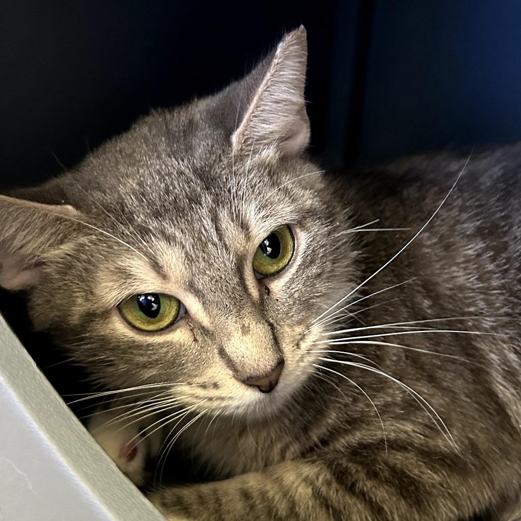 Monique, a Adoptable Domestic Short Hair in West Palm Beach, FL image 2/4