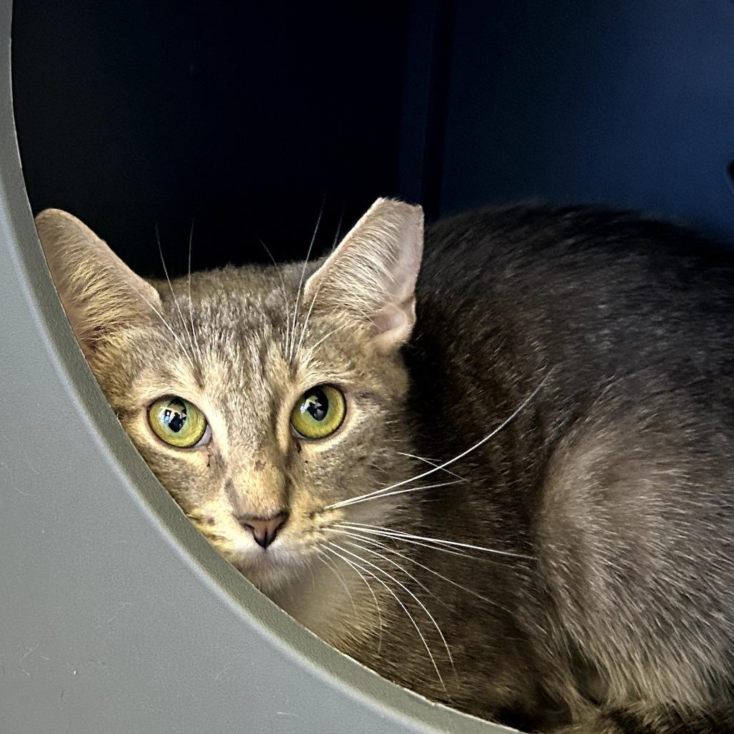 Monique, a Adoptable Domestic Short Hair in West Palm Beach, FL image 3/4