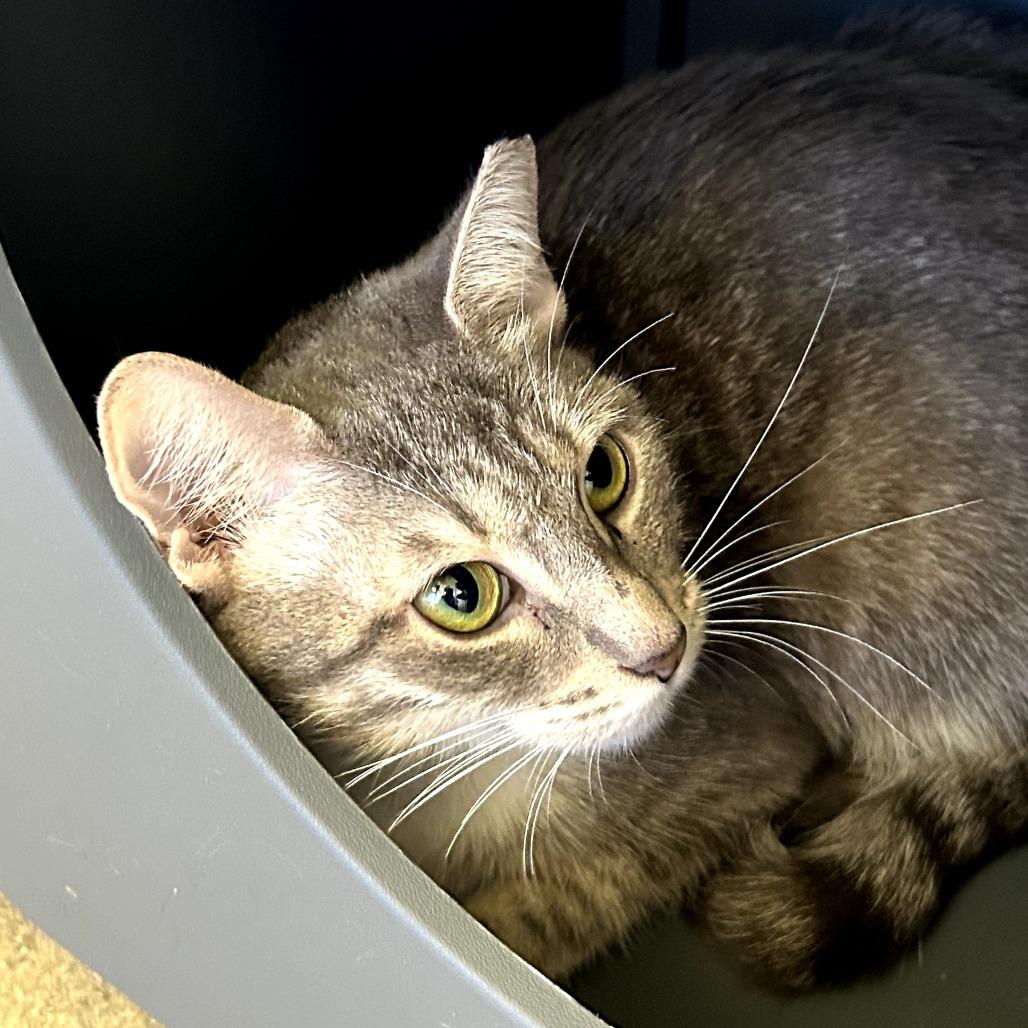 Monique, a Adoptable Domestic Short Hair in West Palm Beach, FL image 4/4