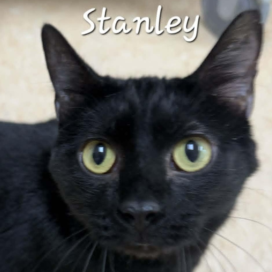 Enlarge Stanley, a Adoptable Domestic Short Hair in Rushville, IL image 2/2