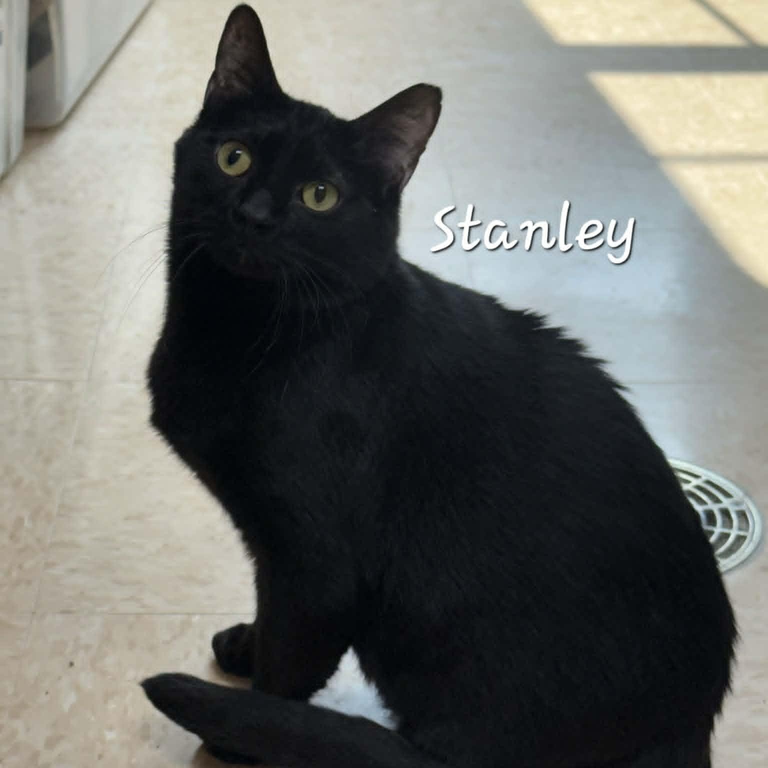 Enlarge Stanley, a Adoptable Domestic Short Hair in Rushville, IL image 1/2