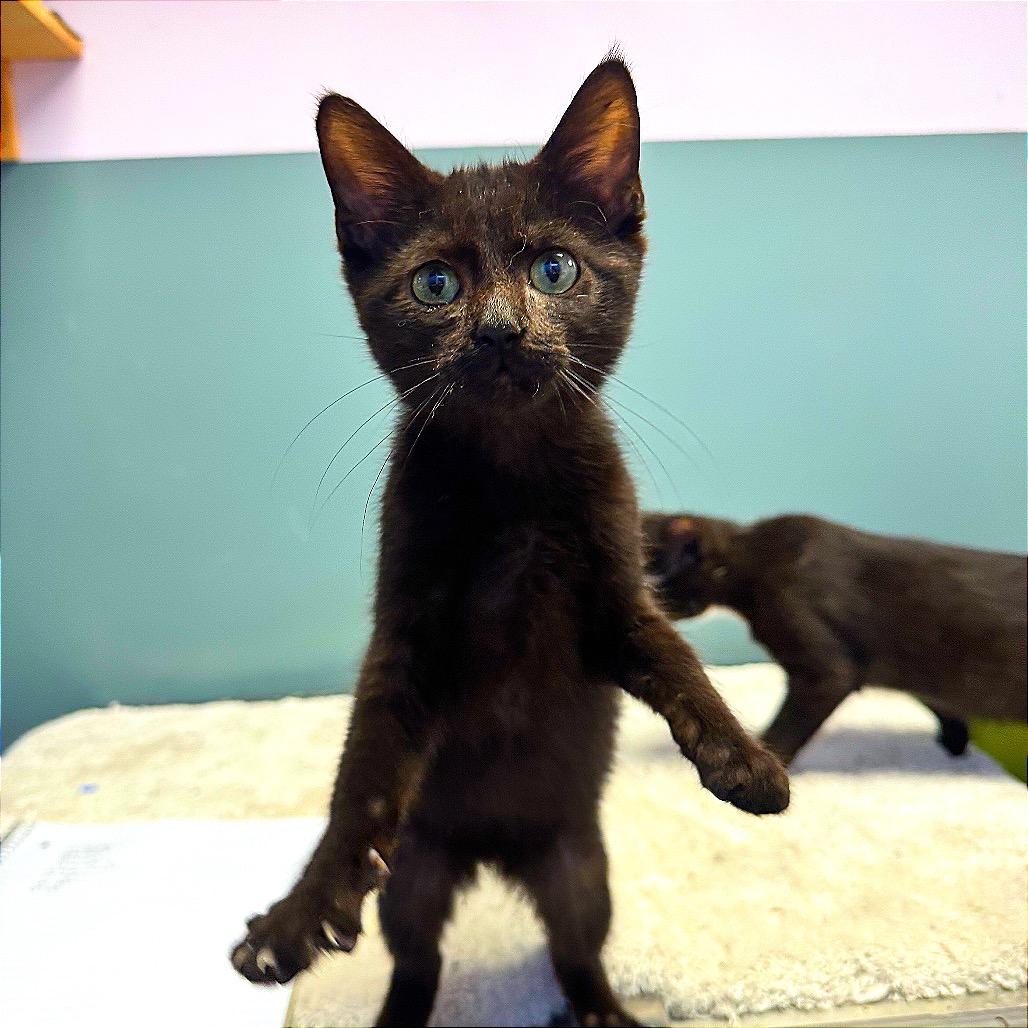 Austin, Adoptable, Kitten Male Domestic Short Hair.