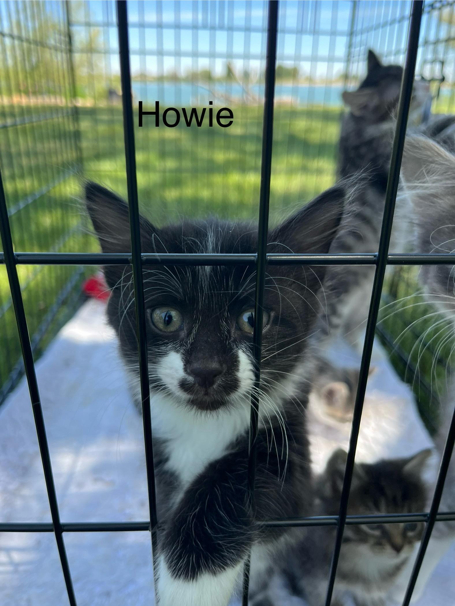 Enlarge Howie, a Adopted Domestic Short Hair in Heyburn, ID image 1/1