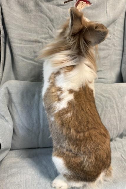 Enlarge Truffle, a Adoptable Lionhead in Westerville, OH image 3/6